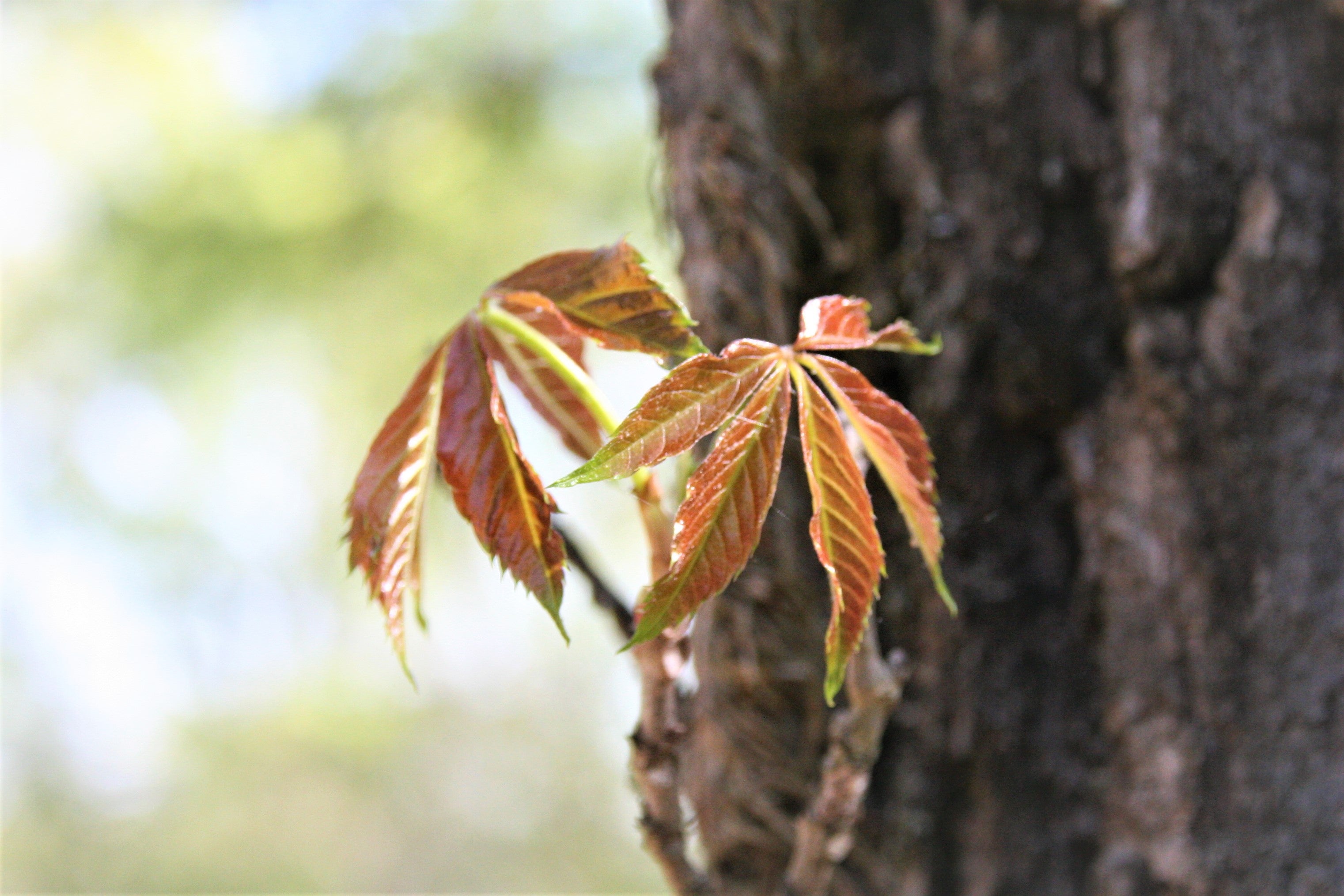 The shiny, red, five-leafed Virginia creeper vining up a tree trunk. 